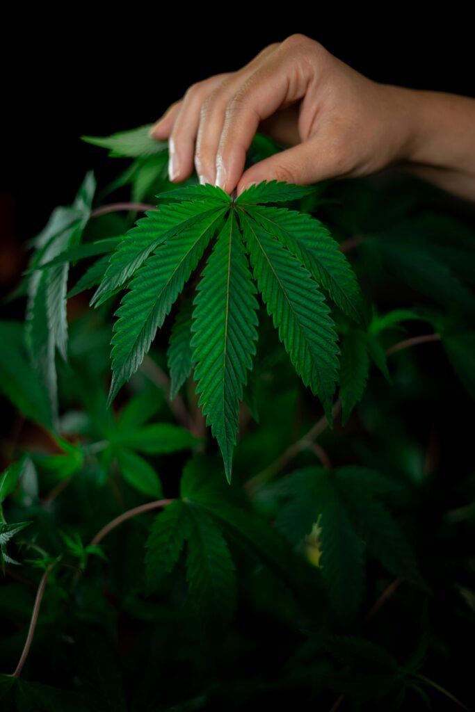 grow weed at home in minnesota