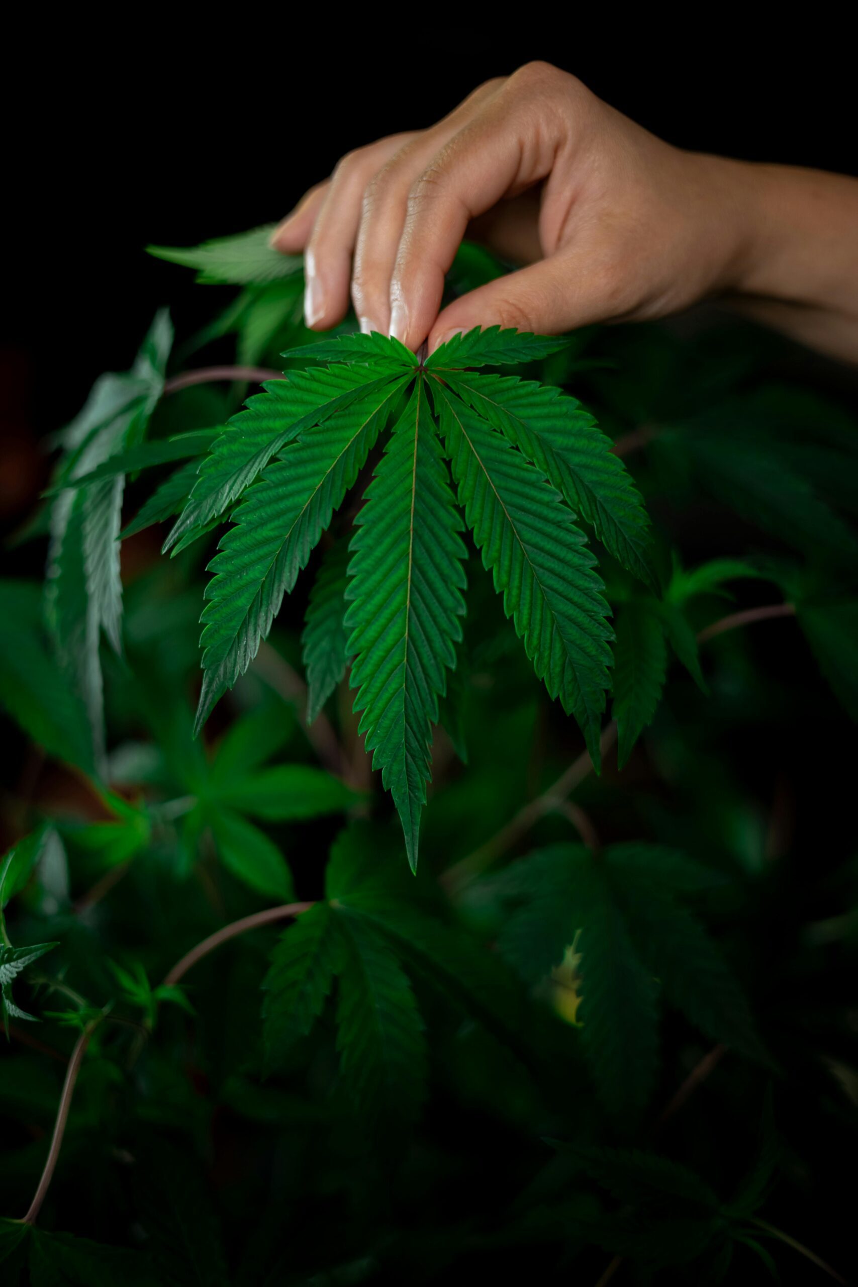 Is It Legal To Grow Weed At Home In Minnesota?