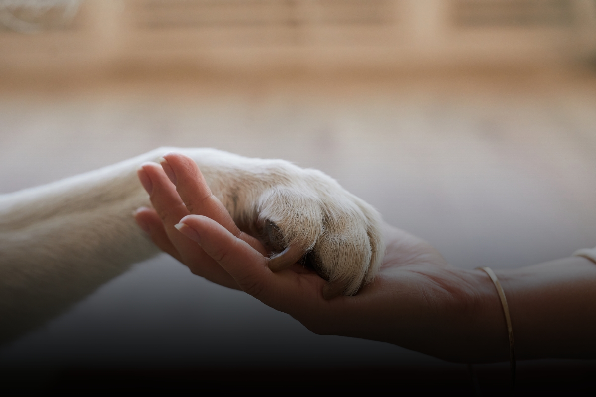 What Happens to Pets in a Minnesota Divorce?